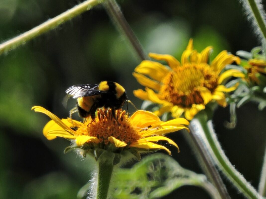 SECULT invita a celebrar el Festival de las Abejas Nativas en Querétaro