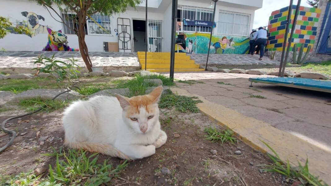 Cuidado Animal SJR supera las 2 mil esterilizaciones y lanza programa mensual gratuito