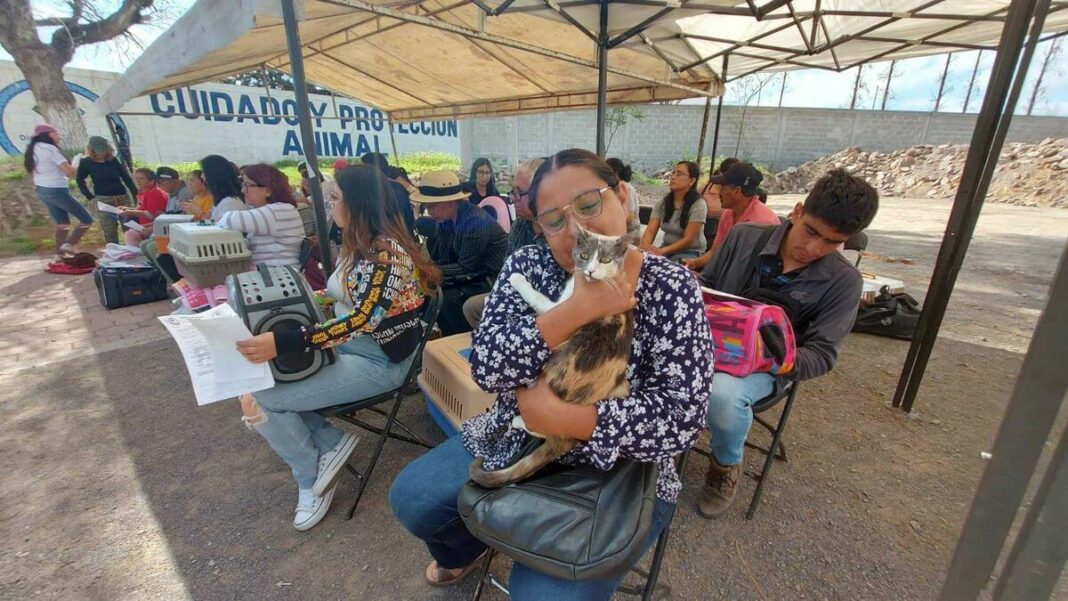 Inicia Cuidado Animal campaña esterilización gratuita; buscan erradicar sobrepoblación canina y felina en SJR
