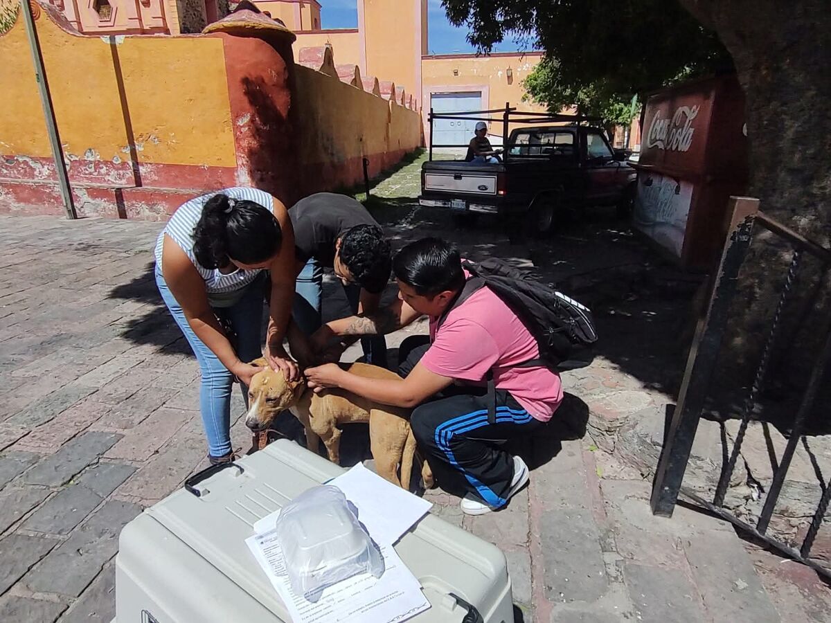 Rescatan a "Toby", perrito peregrino varado por cansancio en Tequisquiapan
