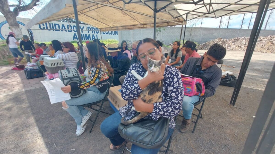 Jornada masiva de esterilización gratuita, este sábado en SJR