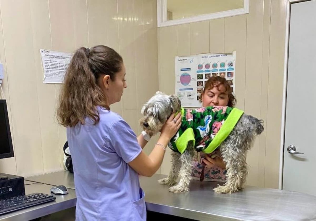 Municipio de Querétaro podría tener hospital veterinario público