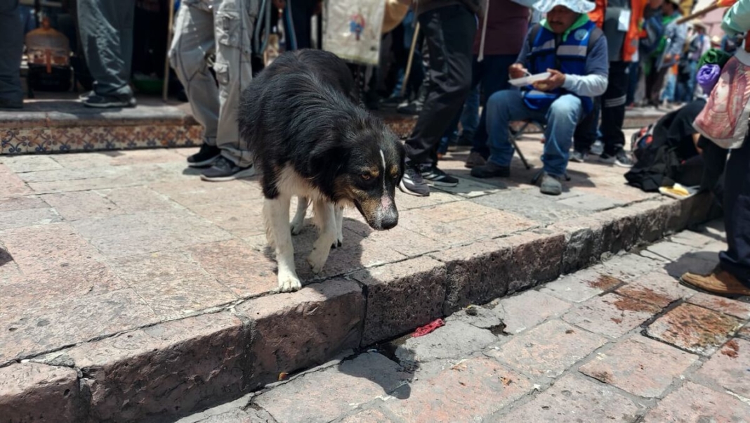 Perros acompañantes de peregrinos son abandonados en San Juan del Río