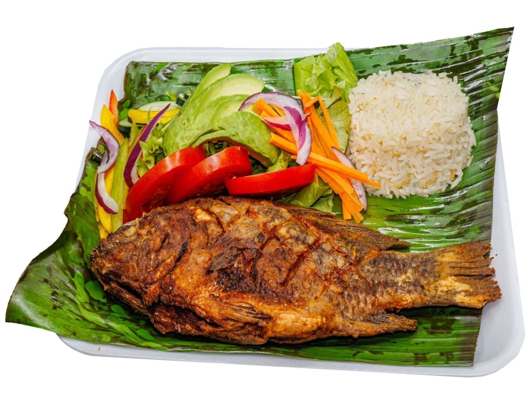 SEDEA fortalece producción acuícola con 300 mil alevines de Tilapia