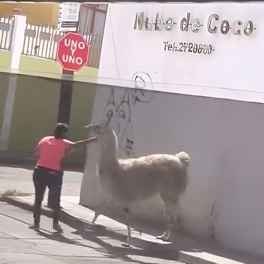 Llama avistada en calles de San Juan del Río genera revuelo en redes sociales