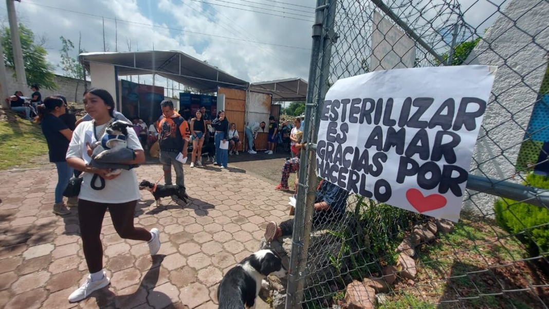 Con más de 2,700 esterilizaciones gratuitas, SJR marca un precedente en el cuidado animal