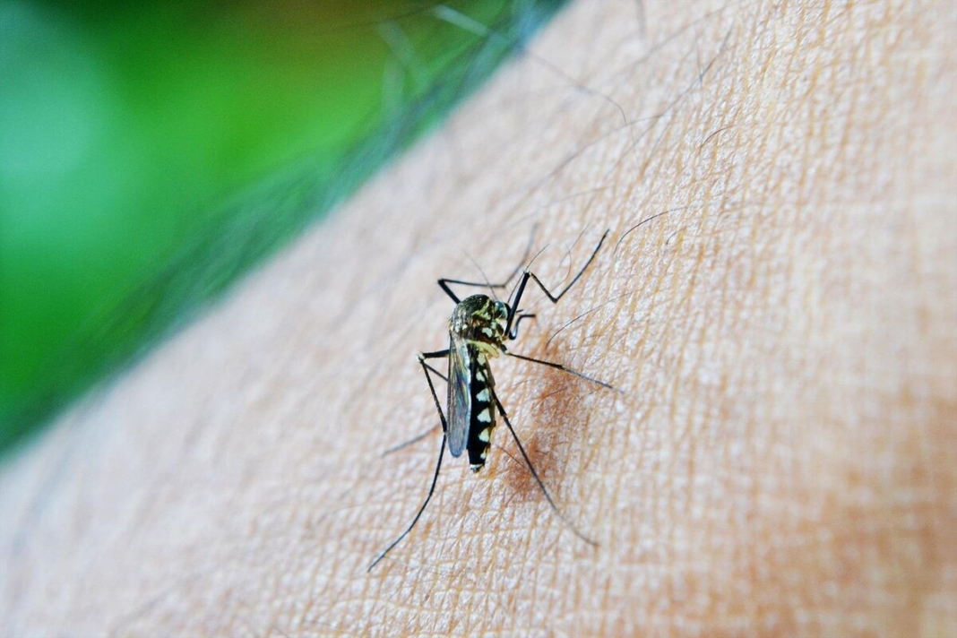 Confirman primera muerte por dengue en Querétaro este año