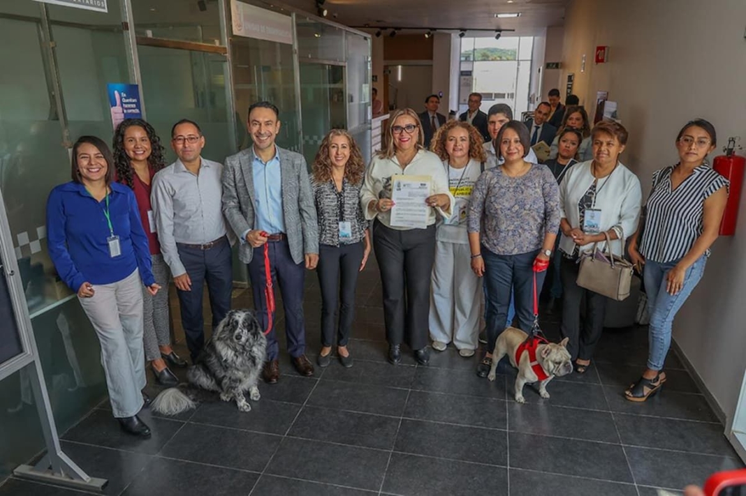 Diputados de Morena proponen esterilización masiva para controlar la sobrepoblación de perros y gatos en Querétaro