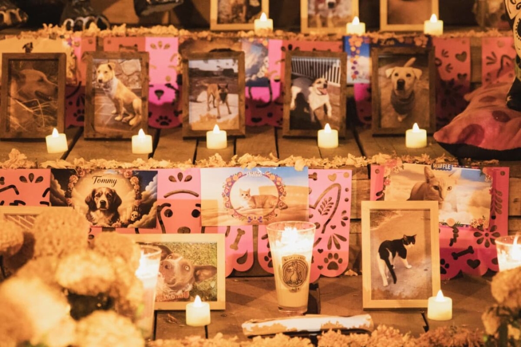 Tequisquiapan da inicio al Día de Muertos con “Huellitas de Luz”, altar en honor a las mascotas Tequisquiapan da inicio al Día de Muertos con “Huellitas de Luz”, altar en honor a las mascotas
