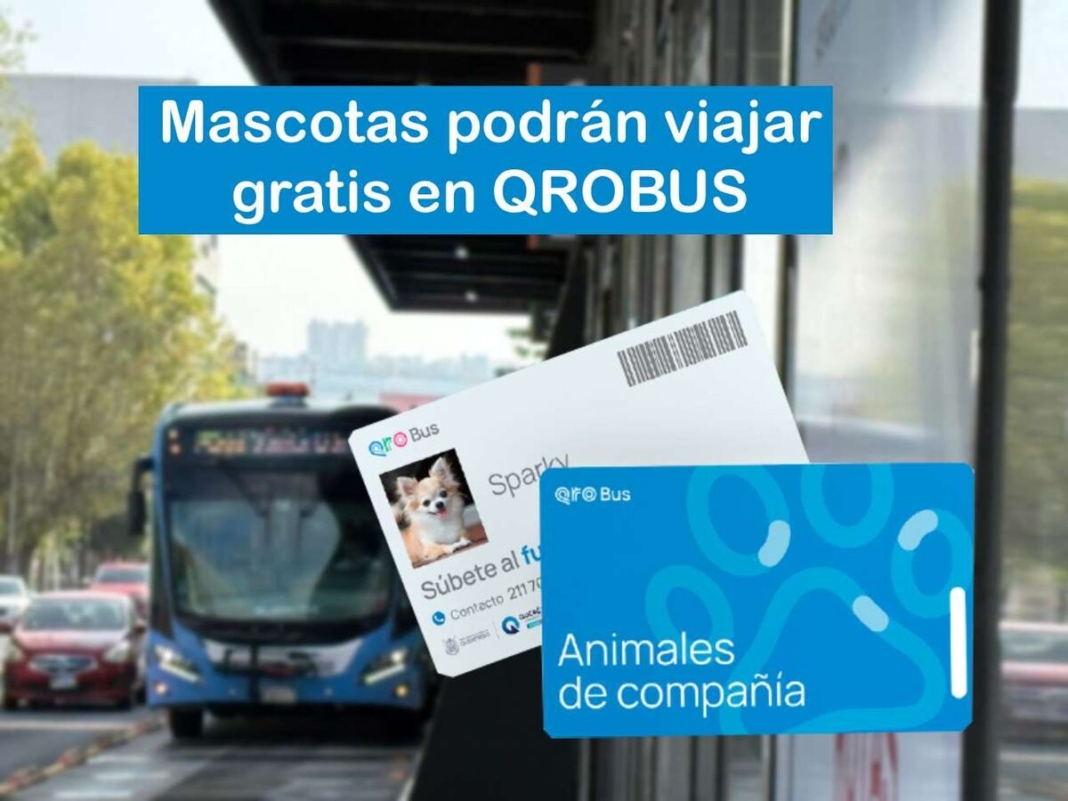 Ya puedes viajar con tu mascota en el transporte Qrobus de la zona metropolitana de Querétaro