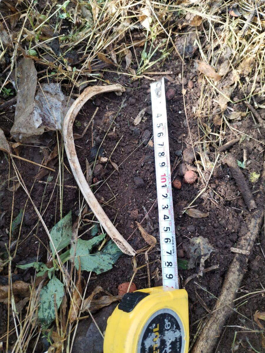 Buscadores localizan restos humanos en barranca de SJR