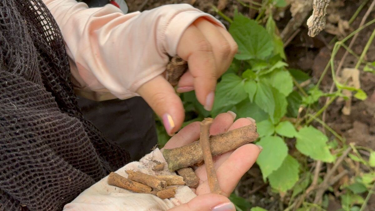 Localizan prendas y restos óseos en nueva búsqueda en la Barranca de Galindo, SJR