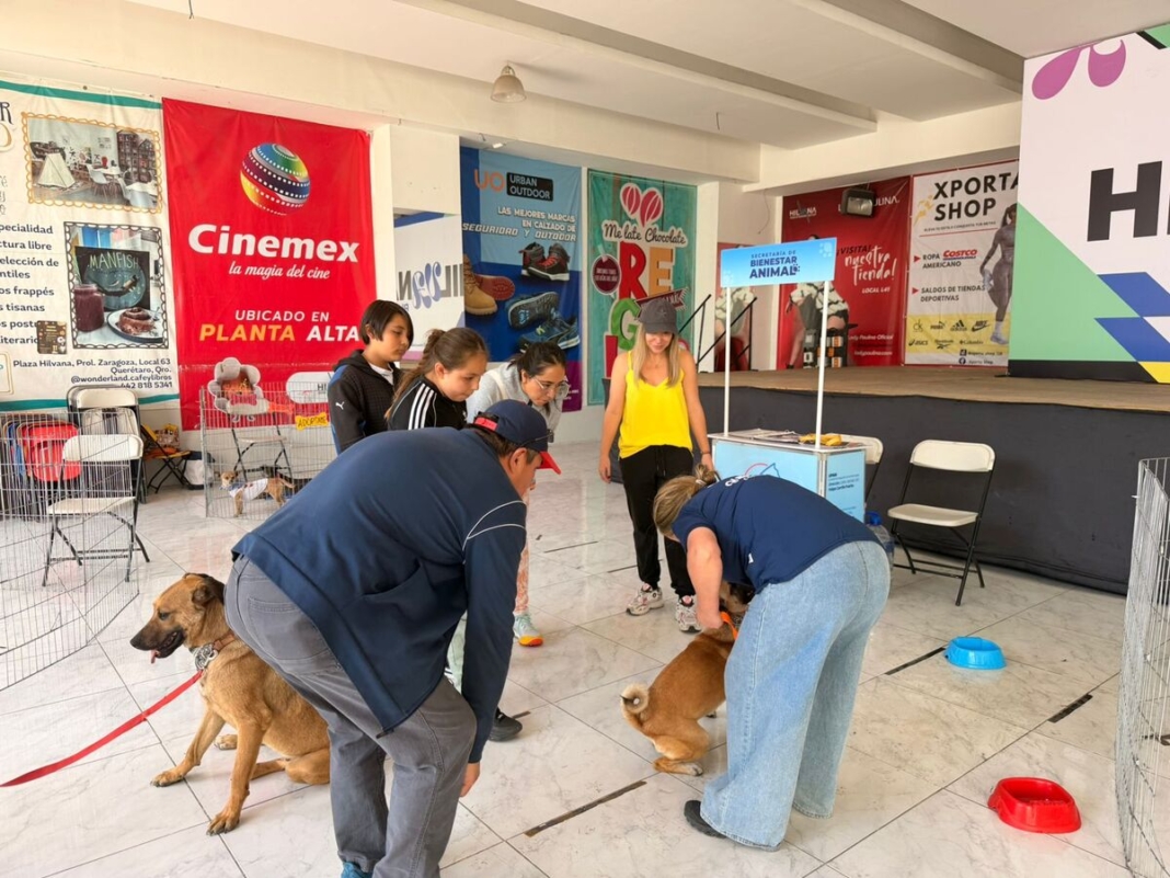 Municipio de Querétaro mantiene acciones permanentes para el cuidado y adopción de perros y gatos