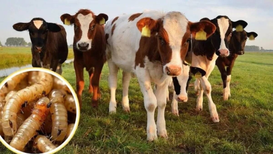 Emiten alerta preventiva en San Juan del Río por riesgo de Gusano Barrenador del Ganado