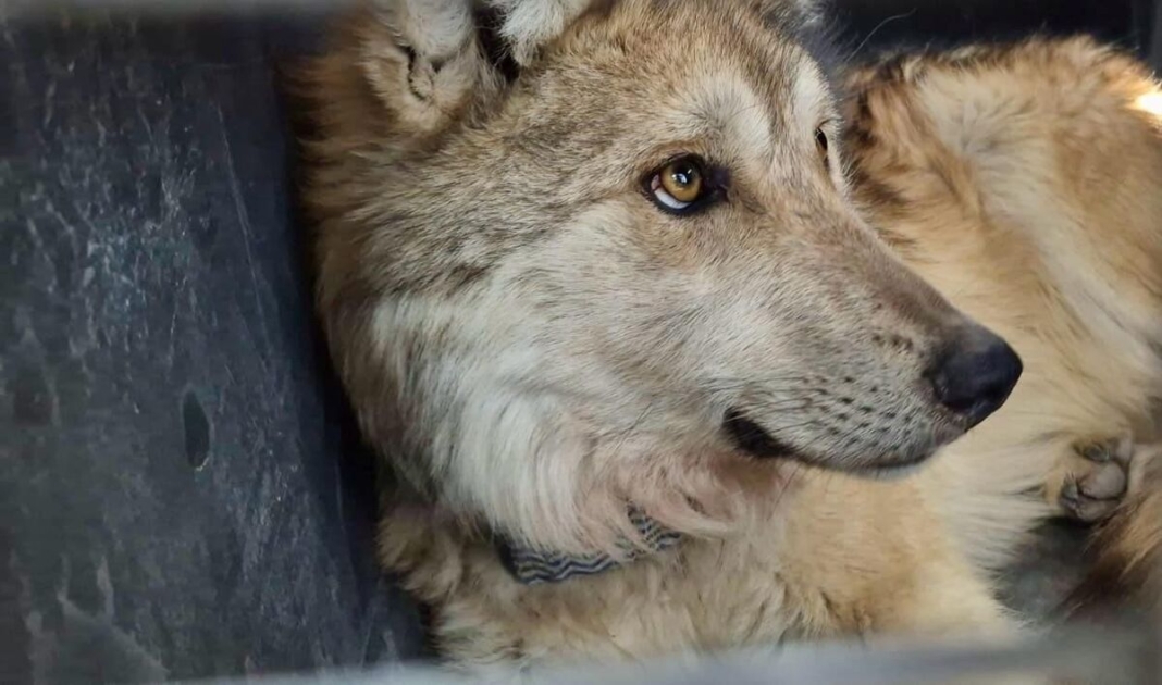 Reintroducen con éxito a familia de lobos mexicanos en la sierra de Durango
