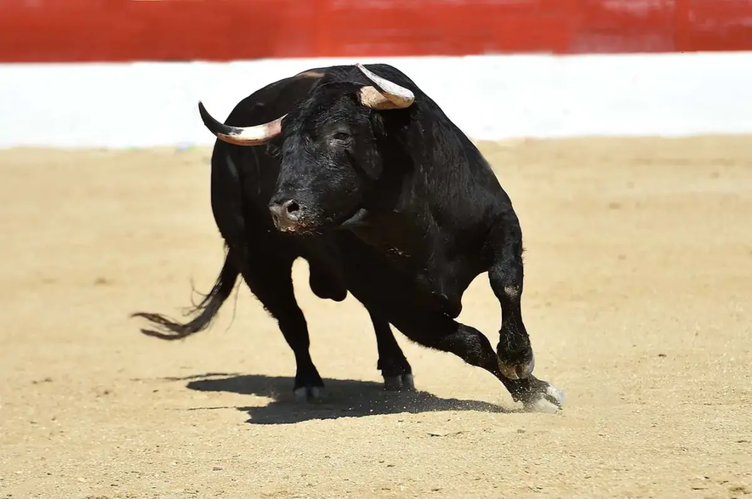 Habrá corrida de toros en San Juan del Río; revoca Tribunal suspensión judicial