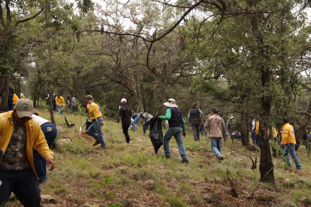 SEDEA reporta avance de 208 mil árboles plantados en campaña estatal de reforestación