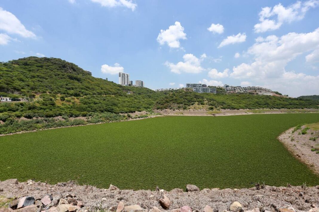 Acuerdan SEDESU, CONAGUA y Corregidora retiro de lirio y saneamiento en la presa El Batán