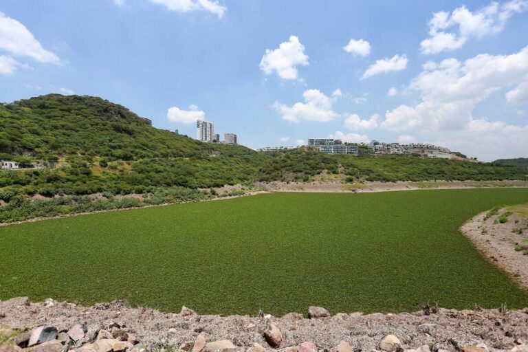 Acuerdan SEDESU, CONAGUA y Corregidora retiro de lirio y saneamiento en la presa El Batán