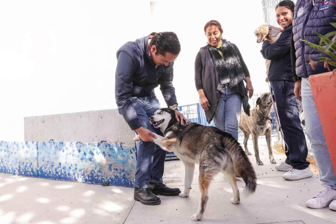Corregidora arranca campaña gratuita de esterilización para perros y gatos