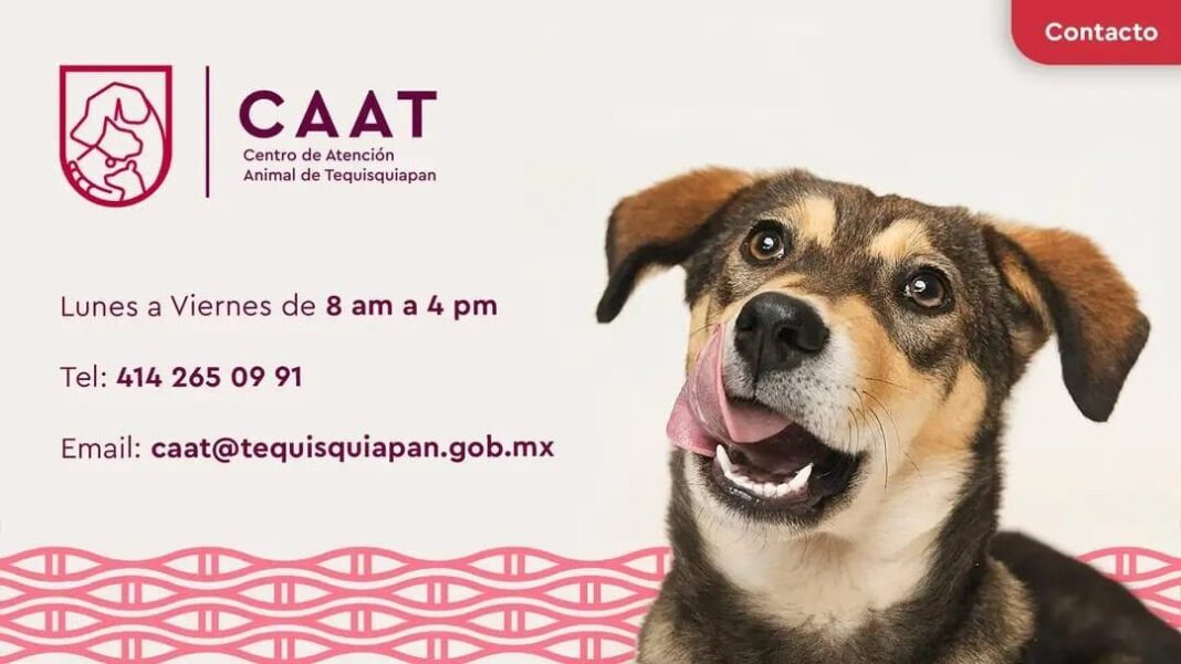 En el Día Mundial del Perro, Tequisquiapan celebra la adopción y reafirma su compromiso con el bienestar animal.