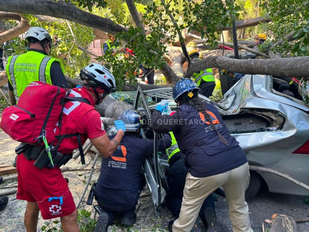 Fallece hombre tras caída de enorme árbol en Avenida Corregidora; resulta herida una niña