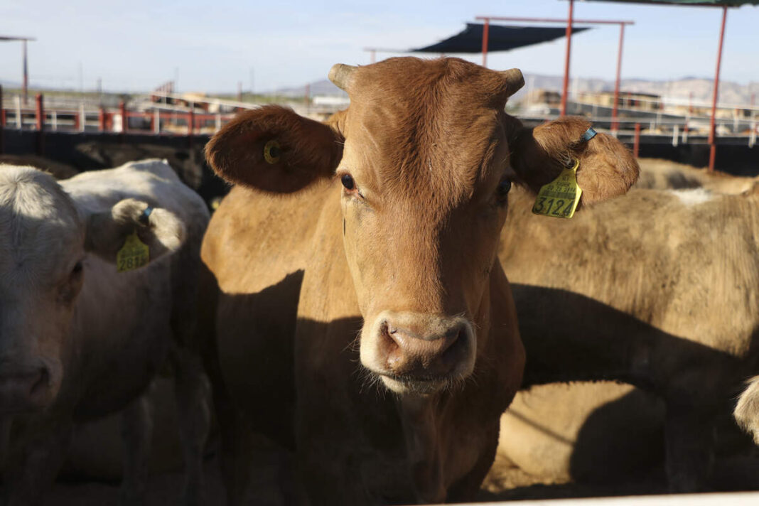 Chihuahua reanuda la exportación de ganado a Estados Unidos tras 16 meses de cierre