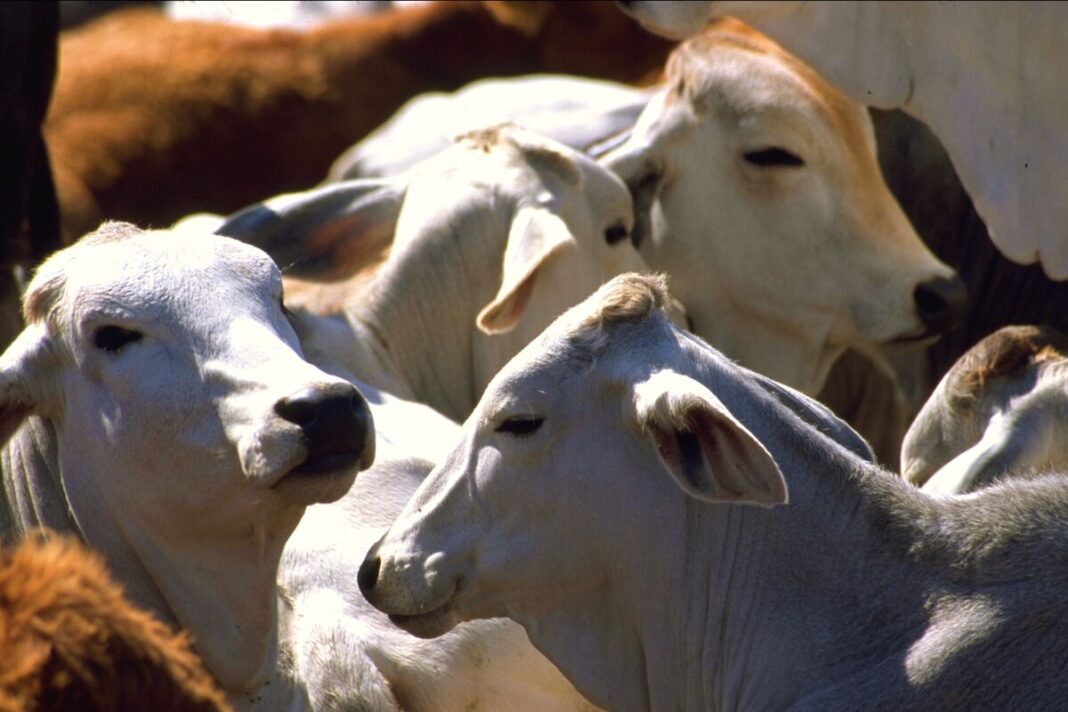 Aplazan al 8 de septiembre la exportación de ganado de Sonora a Estados Unidos