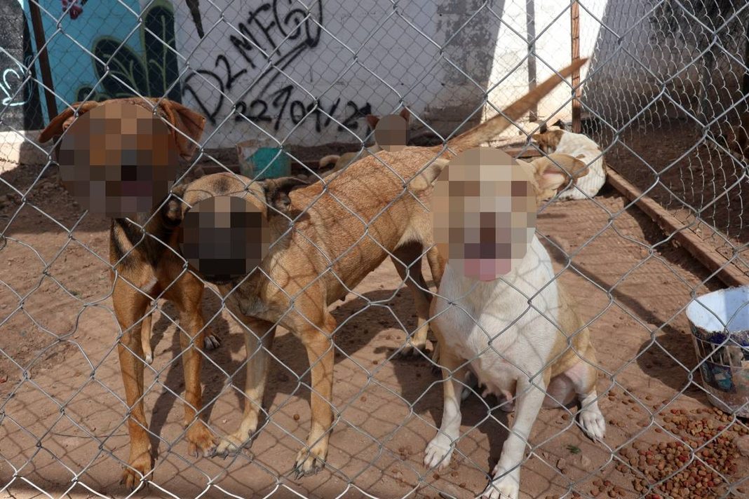 Cuidado Animal no descarta sacrificar a perros que atacaron a una niña