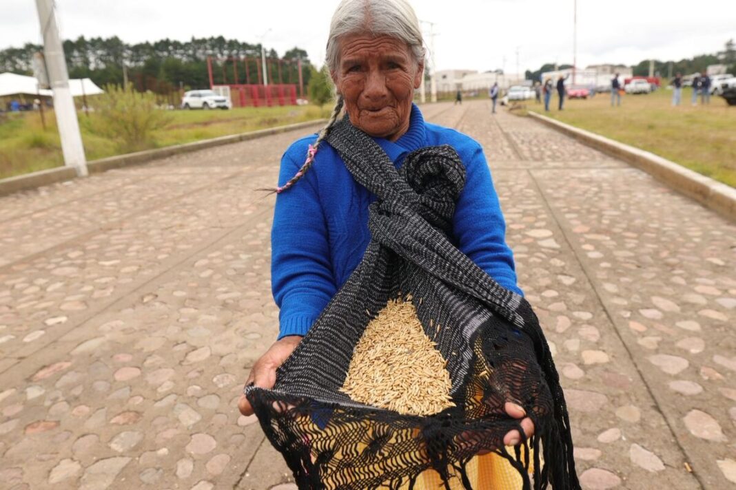 Entrega SEDEA más de 119 toneladas de semilla de avena en Amealco
