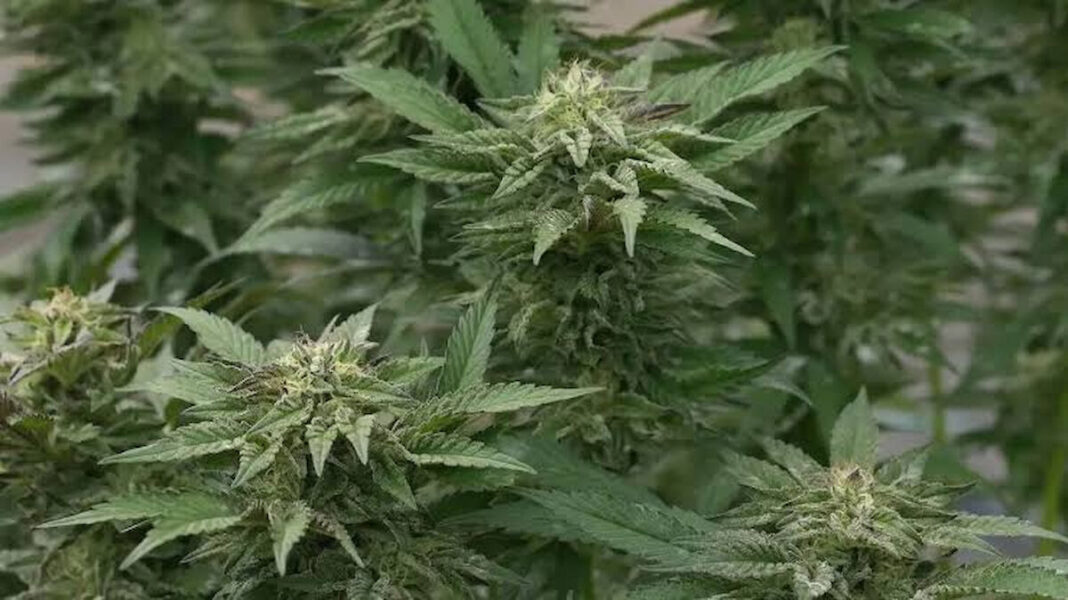 Permite SCJN incluir cannabis en alimentos de consumo personal