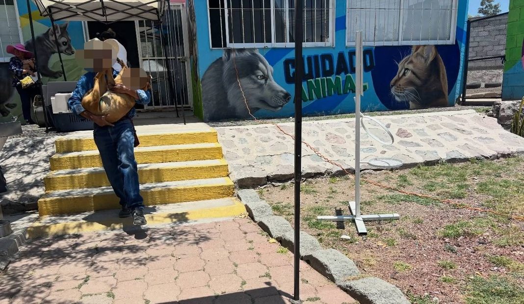 Perros que atacaron a niña en La Rueda permanecen en observación