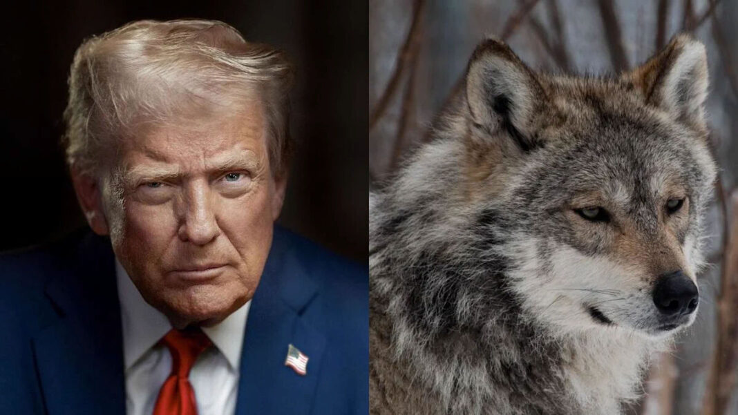 Sheinbaum cuestiona orden de Trump para retirar protecciones al lobo gris mexicano
