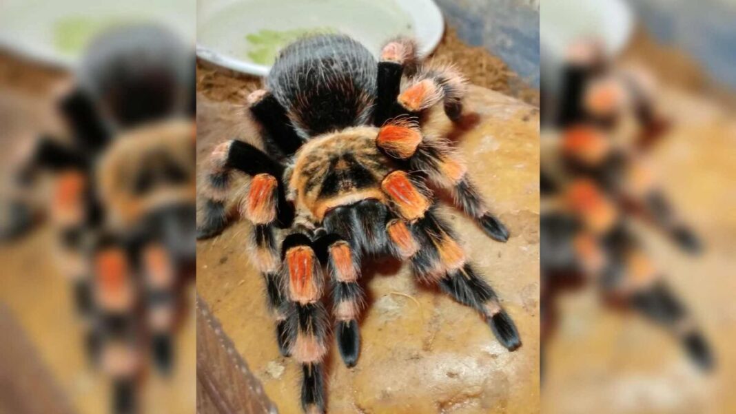 Aseguran 75 tarántulas y 20 tortugas en un autobús de pasajeros en Chihuahua