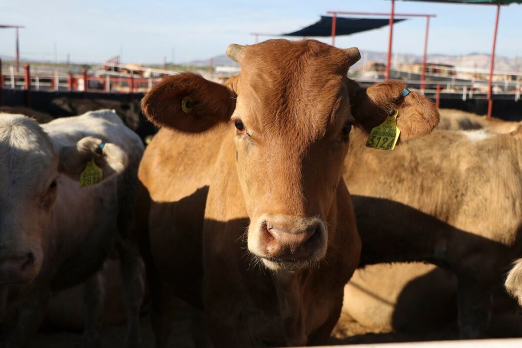 El 24 de septiembre reanudan exportación de ganado de Chihuahua a EU