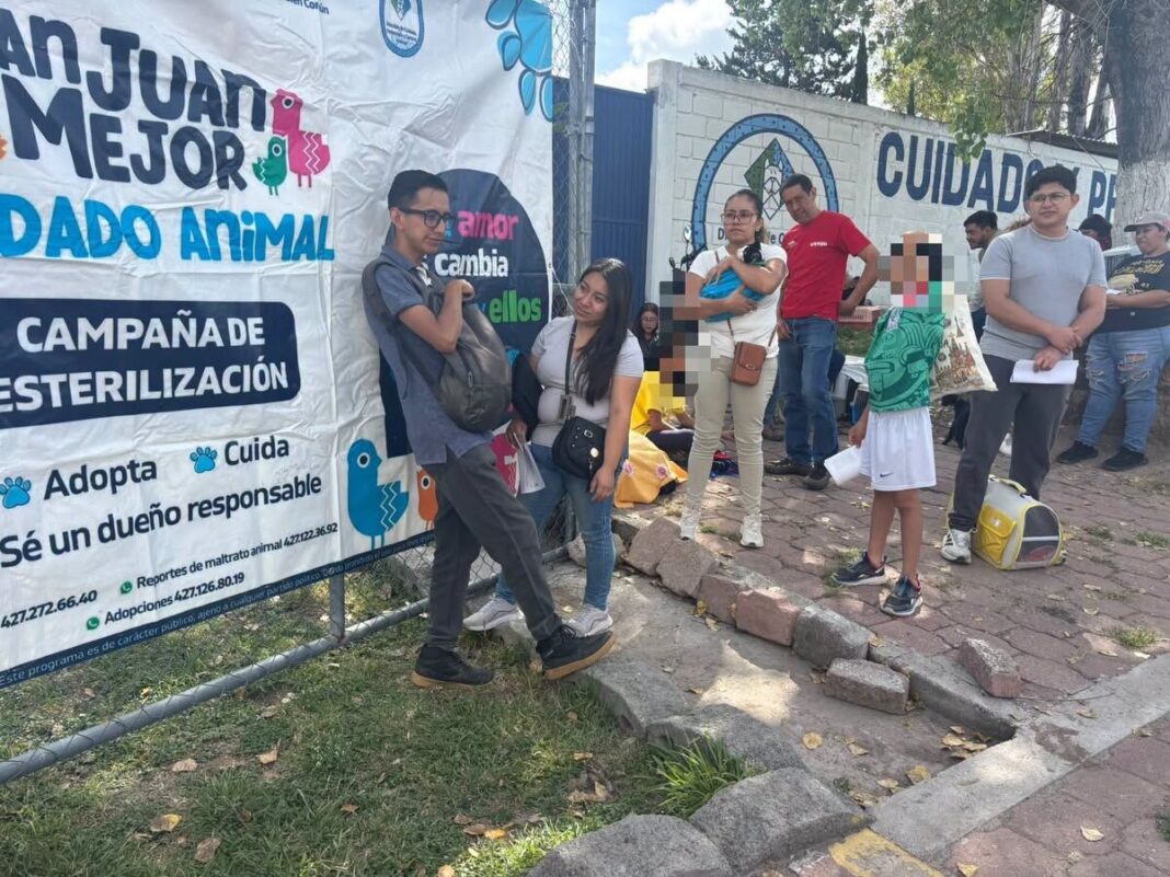 Esterilizan gratis a 150 perros y gatos en San Juan del Río
