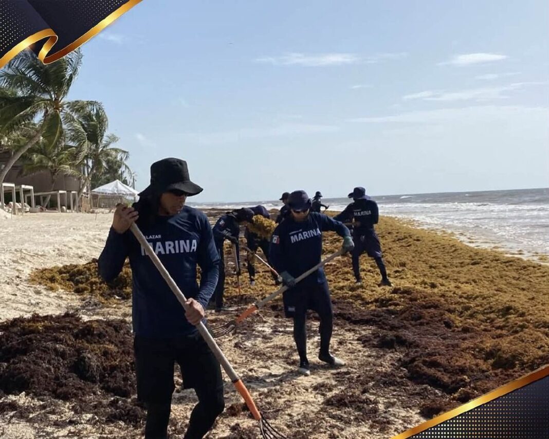 Gobierno de México impulsa retiro y aprovechamiento del sargazo en el Caribe