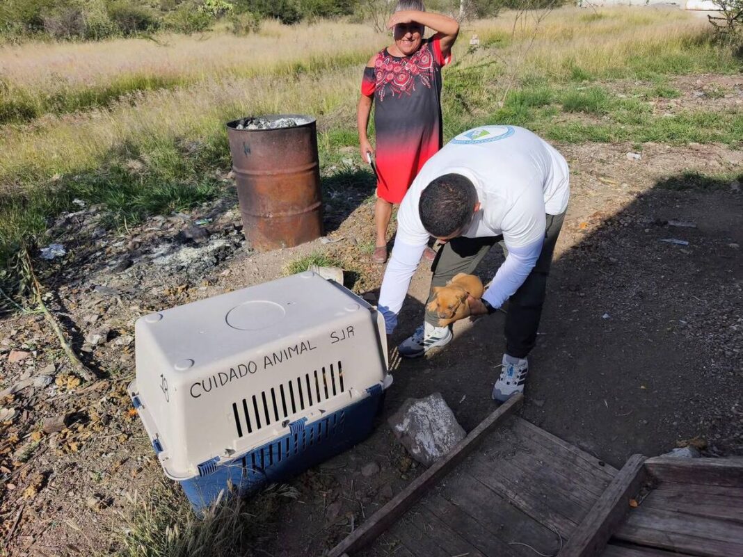 Rescatan a perrita amarrada y sus cachorros en San Juan del Río
