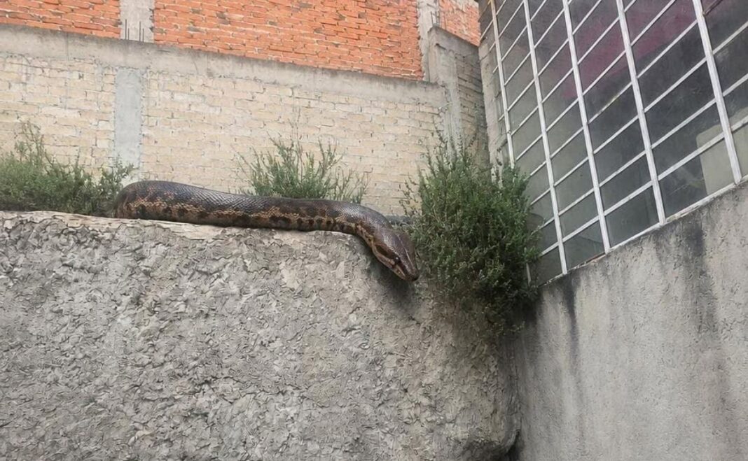 Alertan por reptil suelto en Lomas Lindas; vecinos presumen que es una pitón