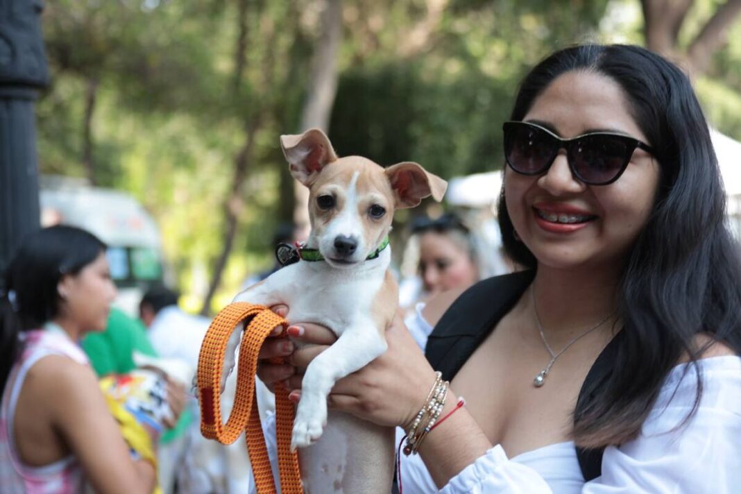 AMEQ realizará segunda Jornada Petfriendly el 17 de octubre en Querétaro