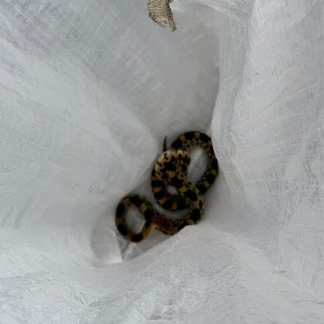 Atienden reporte de serpiente Alicante en preescolar de El Organal