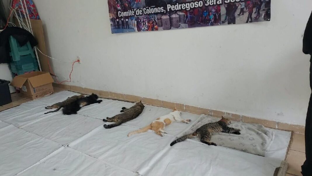 Esterilizan cerca de 50 perros y gatos en El Pedregoso