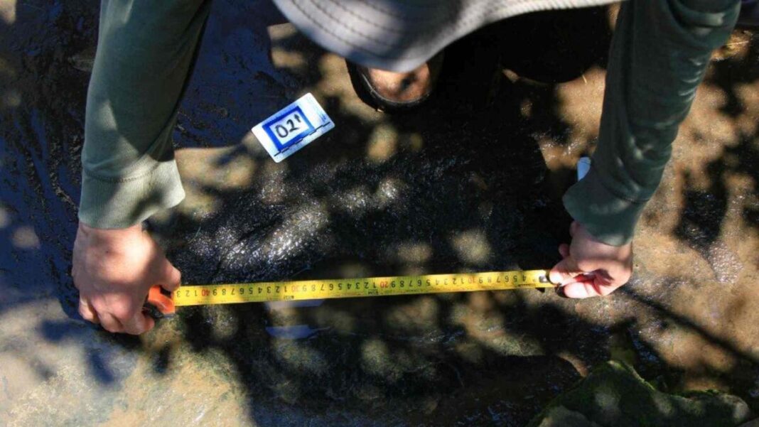 Identifican al menos 50 huellas de dinosaurios de hace 65 millones de años en Apatzingán
