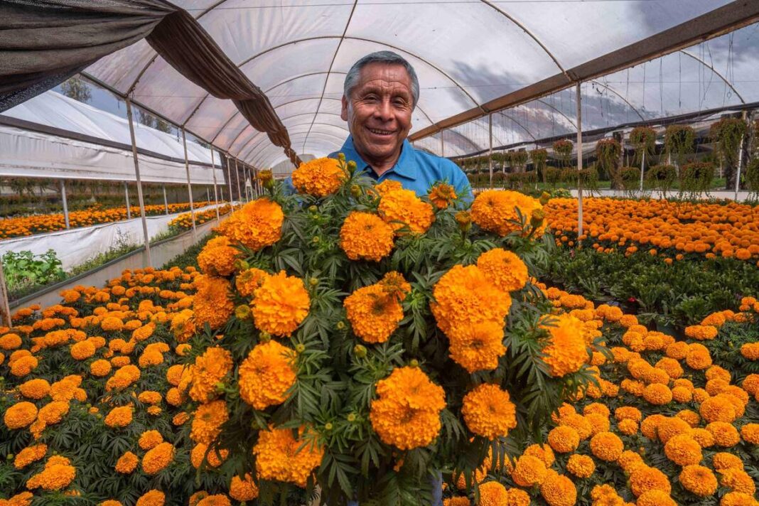 Productor de Xochimilco siembra cempasúchil desde julio en dos ciclos