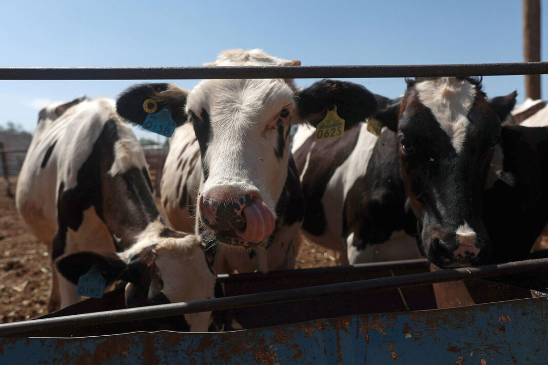 Suspenden exportación de ganado de Sonora a EE.UU. por posible fiebre aftosa